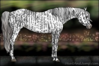 Horse Color:Blue Roan Appaloosa  and Blue Roan Appaloosa 