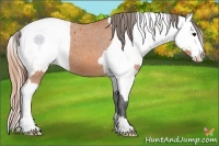 Horse Color:Bay Appaloosa  and Amber Champagne Appaloosa 