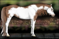 Horse Color:Chestnut Splash Frame