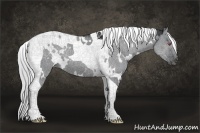 Horse Color:White Spotted Silver Grullo Chinchilla Tobiano Rabicano