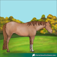 Horse Color:Brown Pearl  and Brown Pearl 