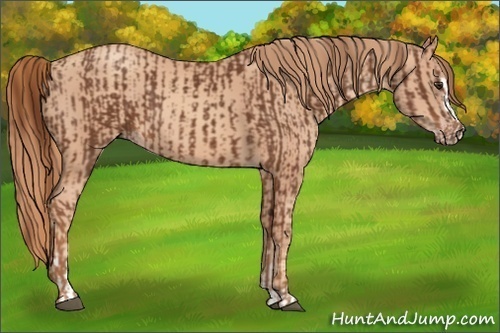 Horse Color:Chestnut Sabino and Gold Champagne Sabino