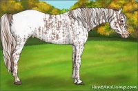 Horse Color:Red Roan Appaloosa  and Palomino Roan Appaloosa 