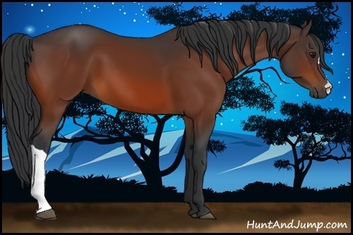 Horse Color:Bay 
