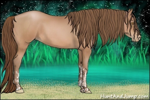 Horse Color:Bay Pearl  and Bay Pearl 