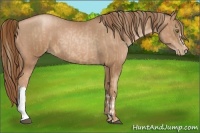 Horse Color:Liver Chestnut Pearl  and Liver Chestnut Pearl 