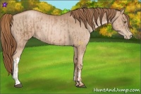 Horse Color:Liver Chestnut Pearl  and Liver Chestnut Pearl Rabicano 
