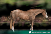 Horse Color:Liver Chestnut Pearl  and Gray Liver Chestnut Pearl 