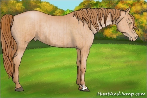 Horse Color:Bay Pearl  and Bay Pearl Rabicano 