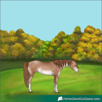 Horse Color:Brown Pearl and Brown Pearl