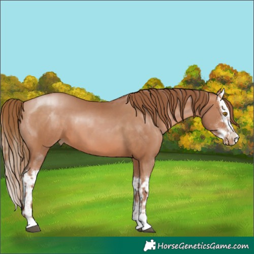 Horse Color:Bay Pearl and Bay Pearl Splash