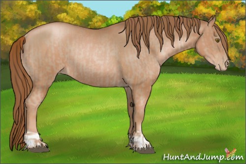 Horse Color:Liver Chestnut Pearl and Liver Chestnut Pearl Rabicano