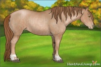 Horse Color:Liver Chestnut Pearl and Liver Chestnut Pearl Rabicano