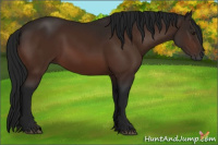 Horse Color:Gray Bay 