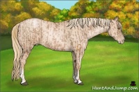 Horse Color:Liver Chestnut Pearl and Gold Champagne Pearl