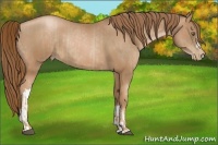 Horse Color:Liver Chestnut Pearl  and Liver Chestnut Pearl 