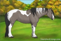 Horse Color:Grullo Splash Tobiano 
