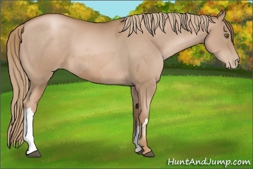 Horse Color:Liver Chestnut Pearl  and Liver Chestnut Pearl 