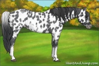 Horse Color:White Spotted Blue Roan Splash Frame Appaloosa 