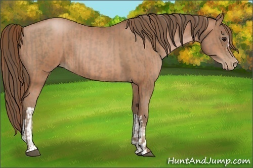 Horse Color:Black Pearl and Bay Pearl
