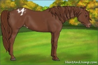 Horse Color:Chestnut Appaloosa
