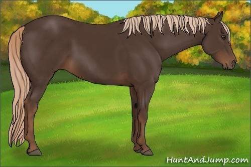 Horse Color:Liver Chestnut 