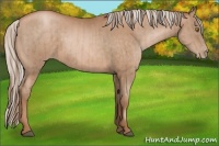 Horse Color:Bay Pearl  and Silver Bay Pearl 