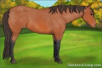 Horse Color:Bay Appaloosa 