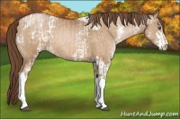 Horse Color:White Spotted Brown Pearl Tobiano  and White Spotted Brown Pearl Dun Sabino 
