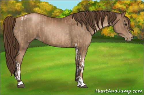 Horse Color:Brown Pearl Tobiano and Gray Liver Chestnut Pearl
