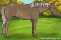 Horse Color:Chocolate Palomino 