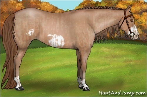 Horse Color:Brown Pearl  and Brown Pearl Frame 