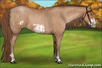 Horse Color:Brown Pearl  and Brown Pearl Frame 