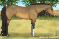 Horse Color:Buckskin 