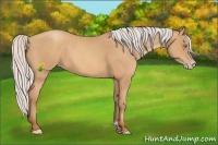 Horse Color:Silver Amber Champagne Frame 