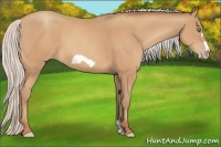 Horse Color:Silver Amber Champagne Frame 