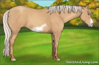 Horse Color:Silver Amber Champagne Sabino Frame 