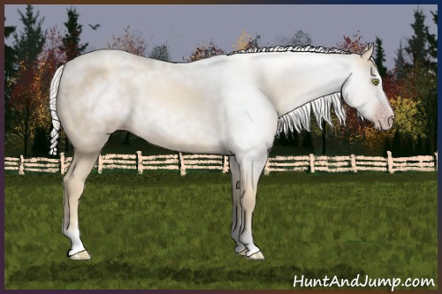 Horse Color:Gray Gold Champagne Sabino 