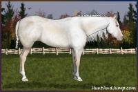 Horse Color:Gray Gold Champagne Sabino