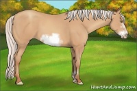 Horse Color:Silver Amber Champagne Sabino Frame 