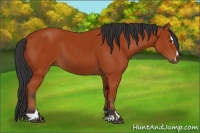 Horse Color:Bay Sabino