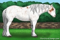 Horse Color:Bay Sabino 