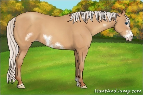 Horse Color:Silver Amber Champagne Sabino Frame 