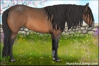 Horse Color:Buckskin Sabino