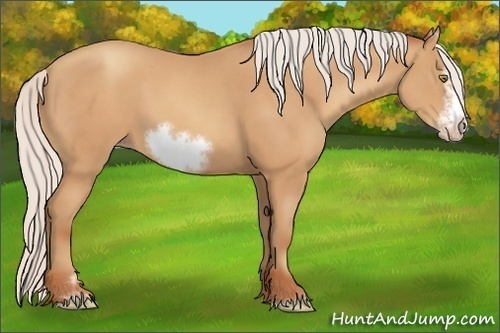 Horse Color:Silver Amber Champagne Sabino Frame 