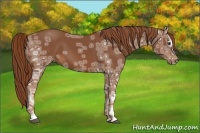 Horse Color:Chestnut Ice Sabino 