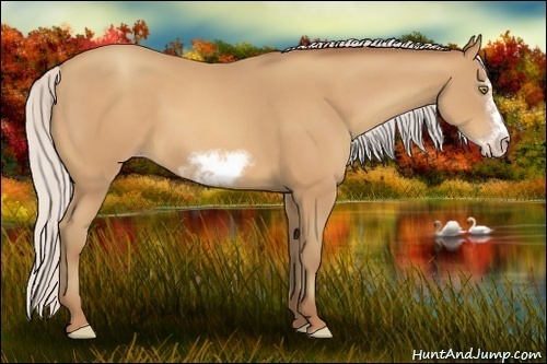 Horse Color:Silver Amber Champagne Sabino Frame