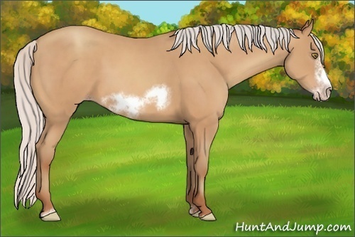 Horse Color:Silver Amber Champagne Sabino Frame 