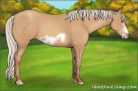 Horse Color:Silver Amber Champagne Sabino Frame 