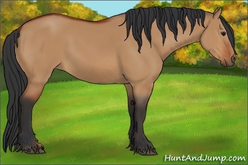 Horse Color:Bay Dun Sabino 